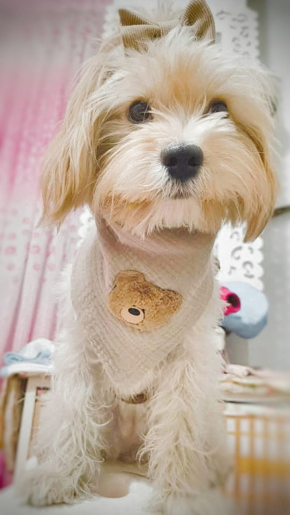 پیشبند و پاپیون پت مدل عروسکی خرسی