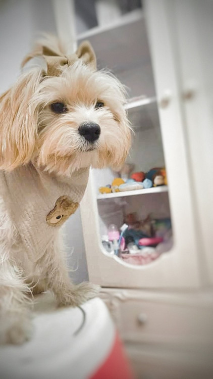 پیشبند و پاپیون پت